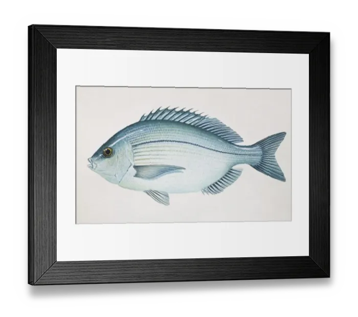 Framed Print : Black Seabream, Spondyliosoma cantharus, side view Framed Print : Black Seabream, Spondyliosoma cantharus, side view
