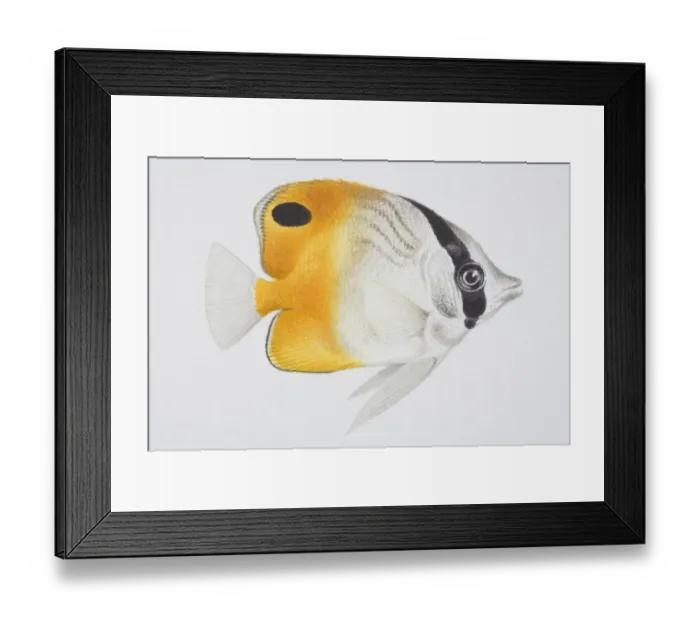 Framed Print : Butterfly Fish, Chaetodon sp. side view
