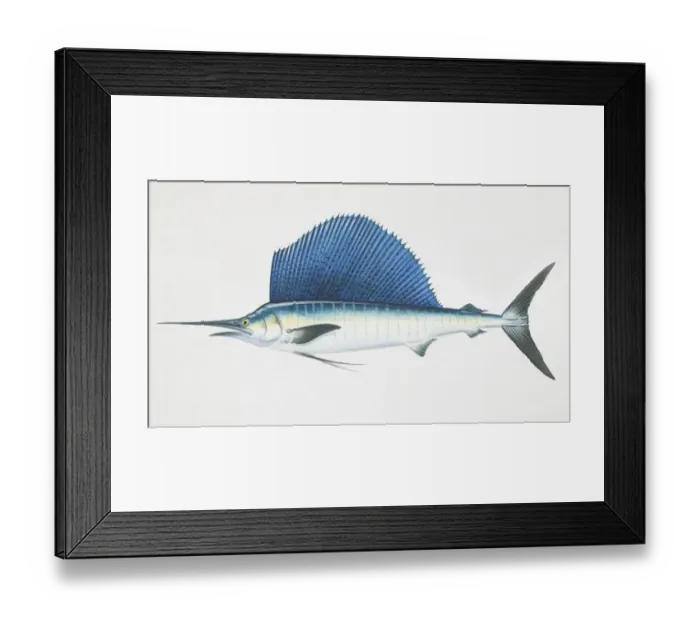 Framed Print : Istiophorus platypterus, sailfish, side view Framed Print : Istiophorus platypterus, sailfish, side view