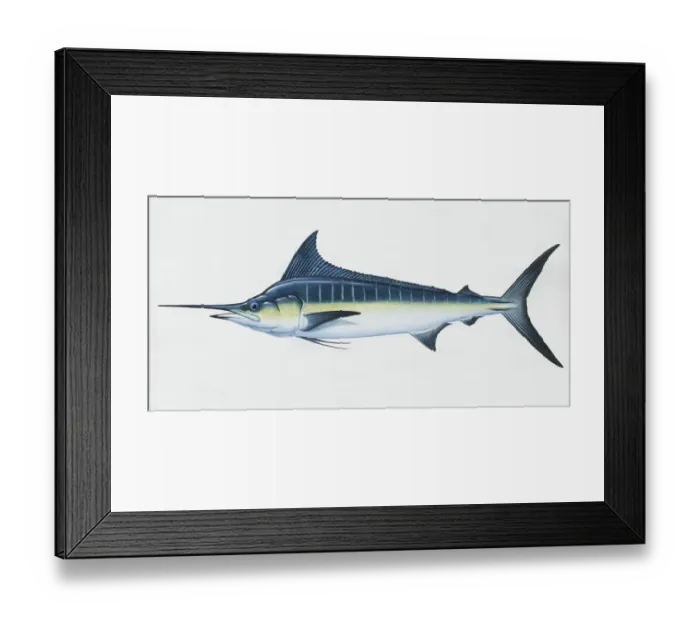 Framed Print : Makaira nigricans, blue marlin, side view Framed Print : Makaira nigricans, blue marlin, side view