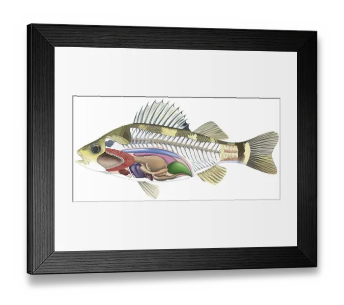 Framed Print : Cross-section diagram of a bony fish illustrating skeleton and internal organs, side view