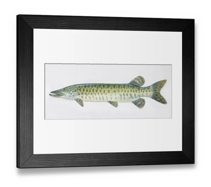 Framed Print : Pike, Esox masquinongy, muskellunge, side view Framed Print : Pike, Esox masquinongy, muskellunge, side view