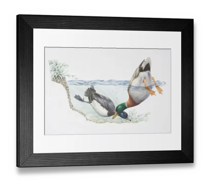 Framed Print : Tufted Duck, Aythya fuligula, diving underwater whilst Mallard Duck, Anas platyrhynchos, dabbles Framed Print : Tufted Duck, Aythya fuligula, diving underwater whilst Mallard Duck, Anas platyrhynchos, dabbles