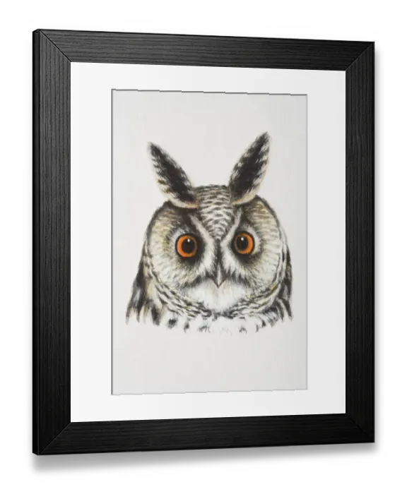 Framed Print : Long-eared Owl, Asio otus, front view Framed Print : Long-eared Owl, Asio otus, front view