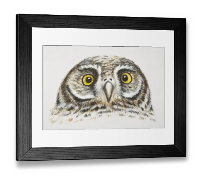 Framed Print : Elf Owl, Micrathene whitneyi, head and eyes, front view