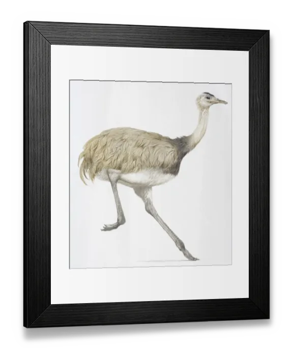 Framed Print : Common Rhea, Rhea americana, grey running bird Framed Print : Common Rhea, Rhea americana, grey running bird