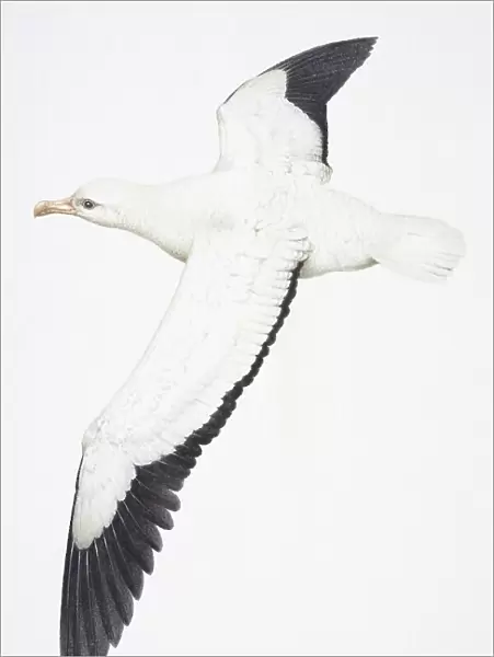 Wandering Albatross, Diomedea exulans, large white bird with black feathers at the end of its wings