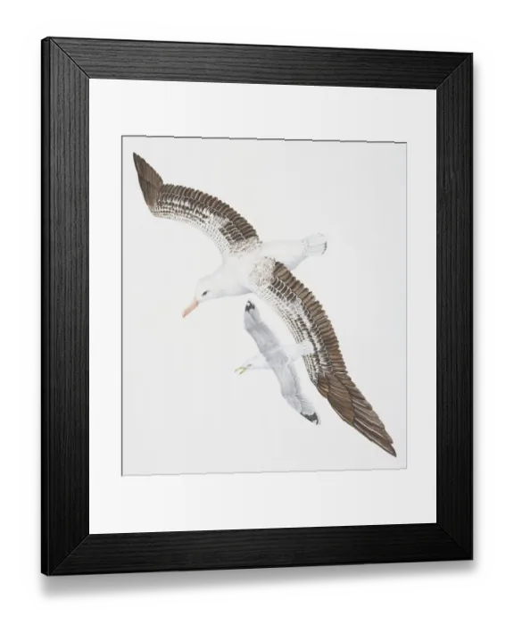Framed Print : Wandering Albatross, Diomedea exulans, with white, brown and black feathers covering narrow wings, flying with smaller Herring Gull, Larus argentatus, with open beak, above view