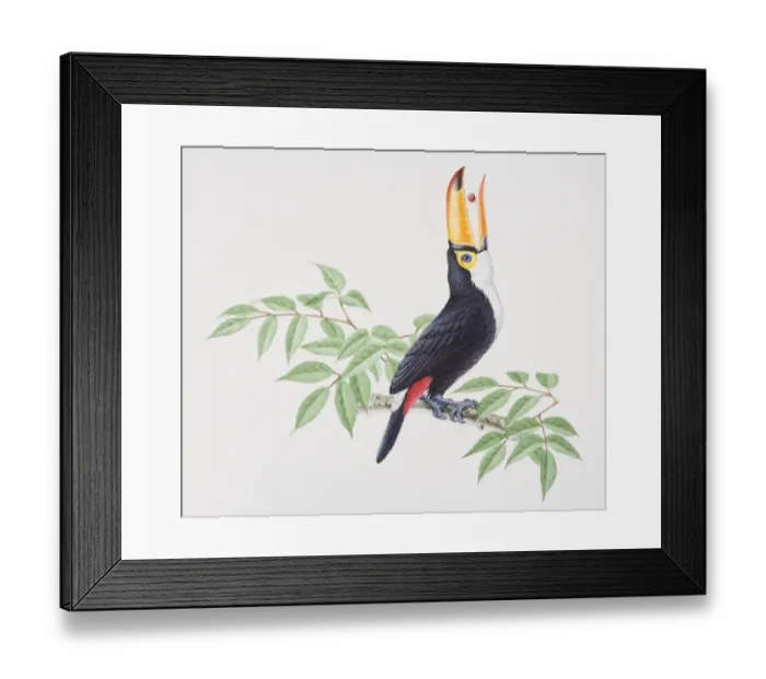 Framed Print : Toco Toucan, Ramphastos toco, perched on tree branch raising its head backward to swallow fruit from beak, side view Framed Print : Toco Toucan, Ramphastos toco, perched on tree branch raising its head backward to swallow fruit from beak, side view