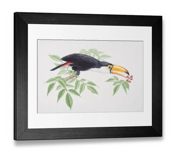 Framed Print : Toco Toucan, Ramphastos toco, perched on tree branch extending its head forward to catch berries with beak, side view Framed Print : Toco Toucan, Ramphastos toco, perched on tree branch extending its head forward to catch berries with beak, side view