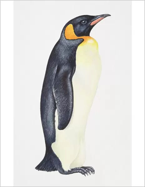 King Penguin, Aptenodytes patagonicus, side view