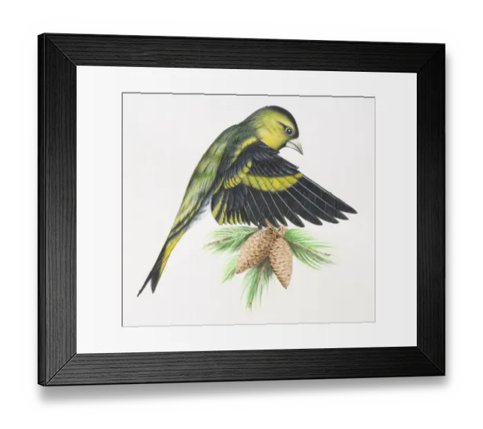 Framed Print : Eurasian Siskin, Carduelis spinus, landing on tree branch, flapping down its wings and opening up feathers to reduce speed, side view