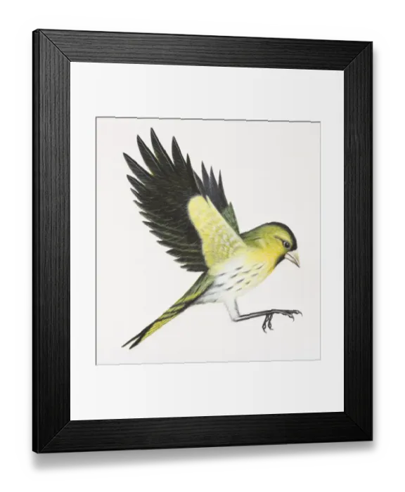 Framed Print : Eurasian Siskin, Carduelis spinus, preparing to land on tree branch by flapping up its wings and stretching out feet, side view Framed Print : Eurasian Siskin, Carduelis spinus, preparing to land on tree branch by flapping up its wings and stretching out feet, side view