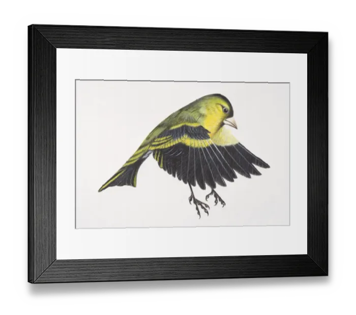 Framed Print : Eurasian Siskin, Carduelis spinus, preparing to land on tree branch by flapping down its wings, spreading tail and extending out feet, side view