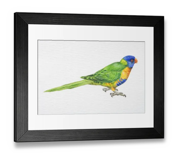 Framed Print : Rainbow Lorikeet, Trichoglossus haematodus, side view