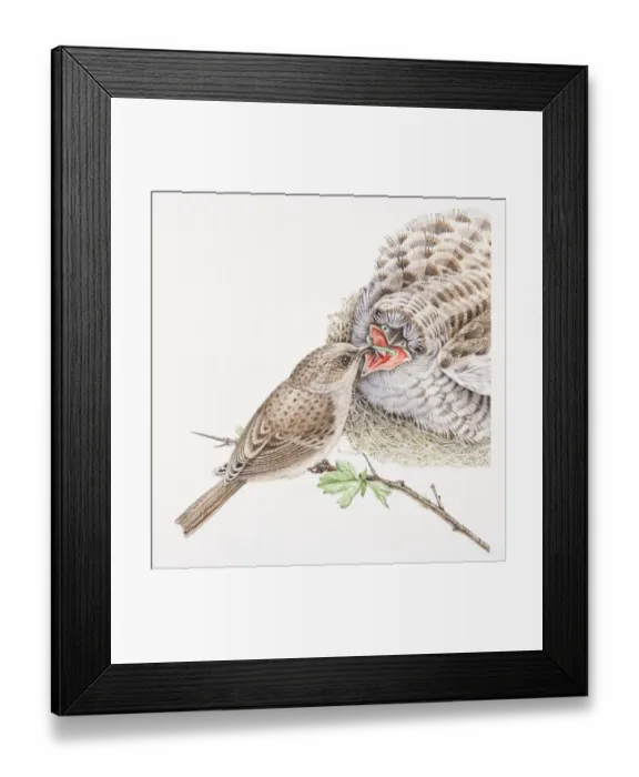 Framed Print : Dunnock, Prunella modularis, on tree twig feeding large cuckoo chick in nest, front view Framed Print : Dunnock, Prunella modularis, on tree twig feeding large cuckoo chick in nest, front view