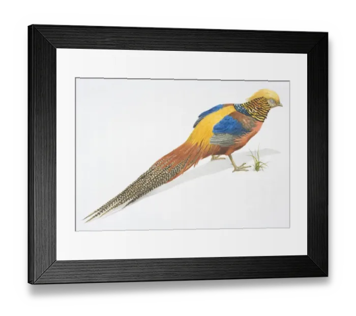 Framed Print : Golden Pheasant, Chrysolophus pictus, multi coloured Pheasant with a long tail Framed Print : Golden Pheasant, Chrysolophus pictus, multi coloured Pheasant with a long tail