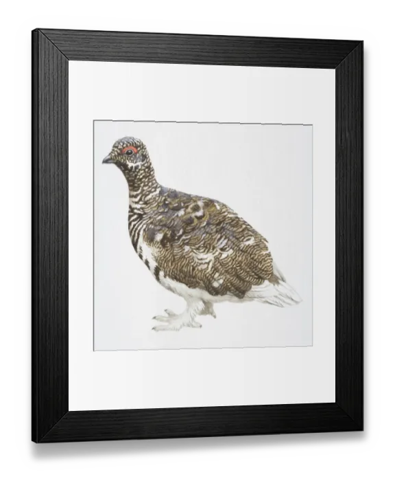 Framed Print : Rock Ptarmigan, Lagopus mutus, highly patterned bird with feathered feet Framed Print : Rock Ptarmigan, Lagopus mutus, highly patterned bird with feathered feet