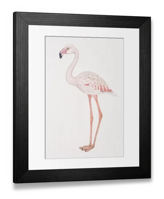 Framed Print : Greater Flamingo, Phoenicopterus ruber, side view Framed Print : Greater Flamingo, Phoenicopterus ruber, side view