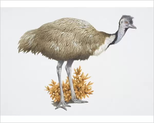 Emu, Dromaius novaehollandiae, brown tall bird