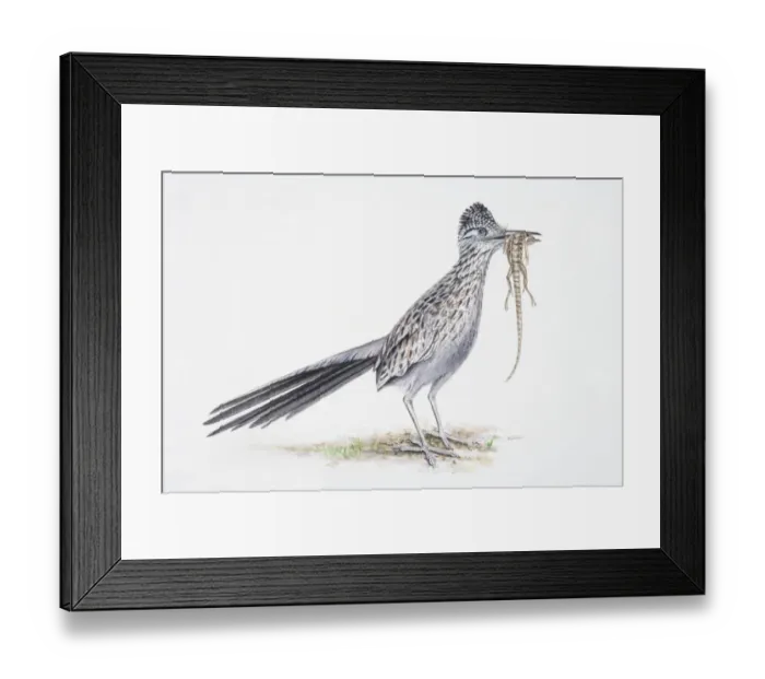 Framed Print : Greater Roadrunner, Geococcyx californianus, bird eating lizard Framed Print : Greater Roadrunner, Geococcyx californianus, bird eating lizard