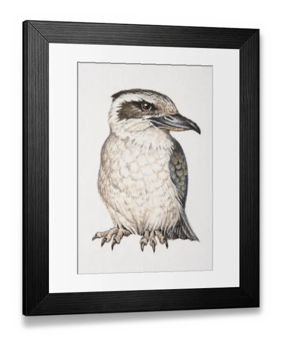Framed Print : Laughing Kookaburra, Dacelo novaeguineae, front view