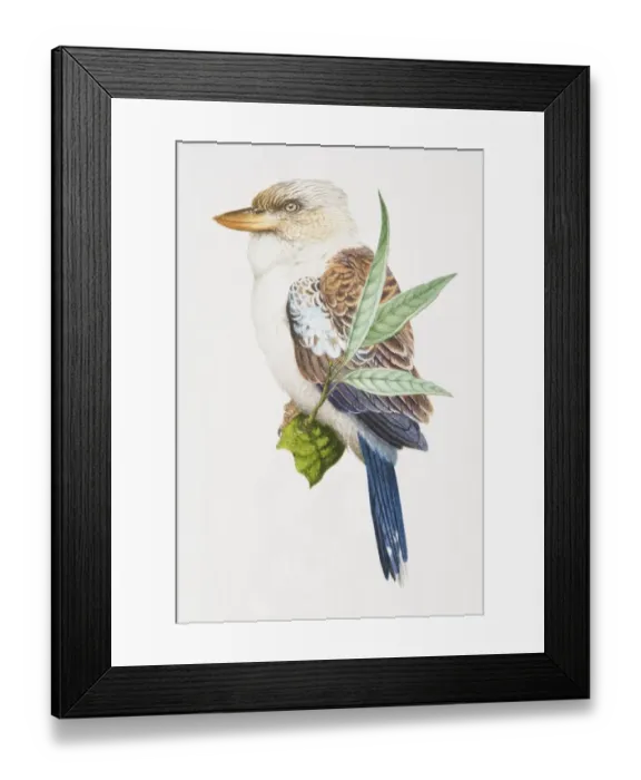 Framed Print : Laughing Kookaburra, Dacelo novaeguineae, brown and white bird with a grey tail on a branch Framed Print : Laughing Kookaburra, Dacelo novaeguineae, brown and white bird with a grey tail on a branch