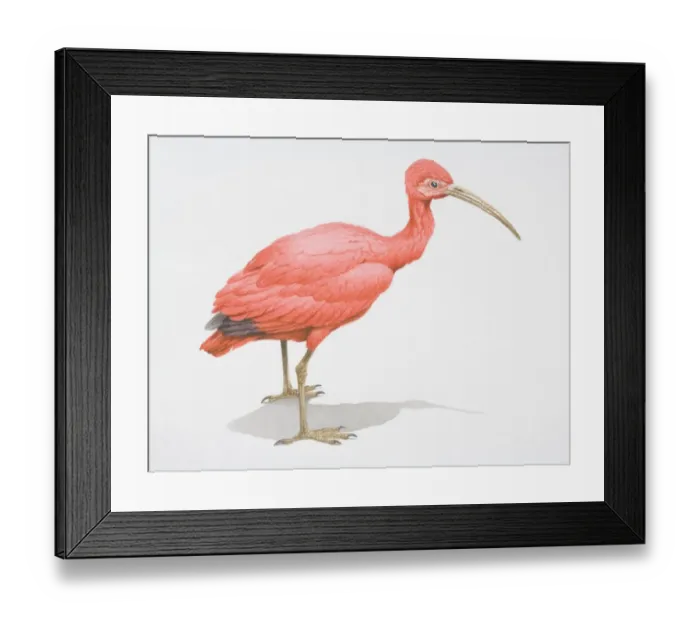 Framed Print : Scarlet Ibis, Eudocimus ruber, bright pink bird with a long curved bill Framed Print : Scarlet Ibis, Eudocimus ruber, bright pink bird with a long curved bill