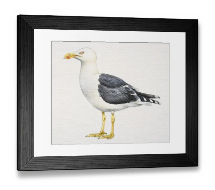 Framed Print : Larus fuscus graellsi, Lesser Black-backed Gull, with grey and white plumage Framed Print : Larus fuscus graellsi, Lesser Black-backed Gull, with grey and white plumage