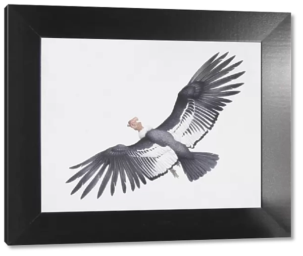 Andean condor, Vultur gryphus, large black and white wings with a turkey like head