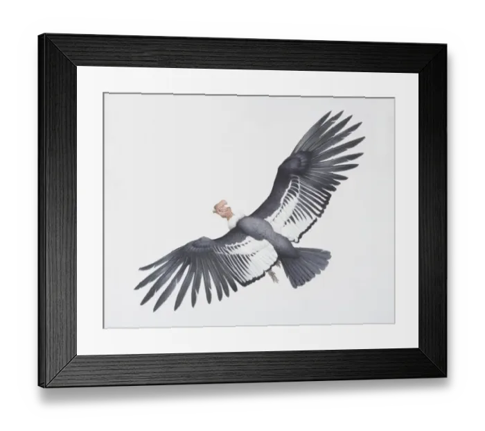 Framed Print : Andean condor, Vultur gryphus, large black and white wings with a turkey like head Framed Print : Andean condor, Vultur gryphus, large black and white wings with a turkey like head