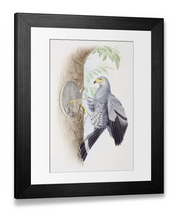 Framed Print : African Harrier Hawk, Polyboroides typus, feeding its young through a hole in a tree Framed Print : African Harrier Hawk, Polyboroides typus, feeding its young through a hole in a tree