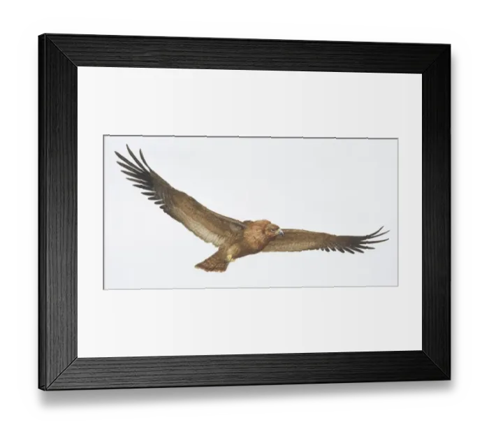 Framed Print : Steppe Eagle, Aquila nipalnesis orientalis, brown eagle with its long wings outstretched Framed Print : Steppe Eagle, Aquila nipalnesis orientalis, brown eagle with its long wings outstretched