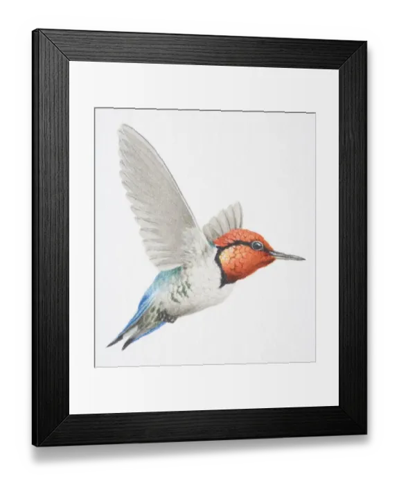 Framed Print : Cuban Bee Hummingbird, Mellissuga helenae, with a red head in flight Framed Print : Cuban Bee Hummingbird, Mellissuga helenae, with a red head in flight