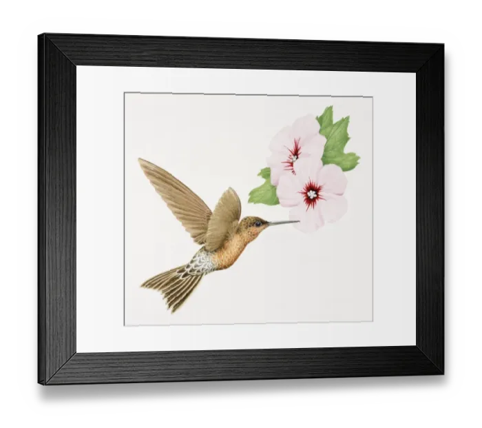 Framed Print : Giant Hummingbird, Patagona Gigas, golden brown bird in flight with a long beak next to pink flowers