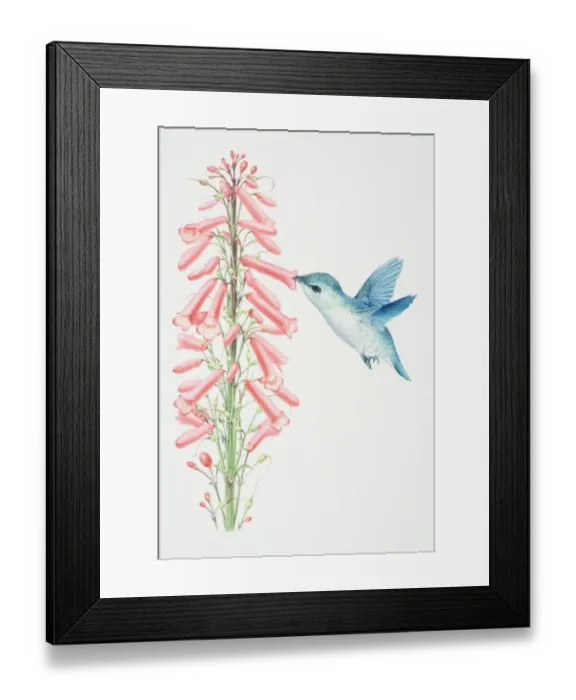 Framed Print : Hummingbird hovering by pink flowerhead and sucking nectar out of flower, side view Framed Print : Hummingbird hovering by pink flowerhead and sucking nectar out of flower, side view