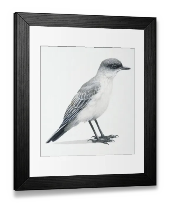 Framed Print : Dark-faced Ground Tyrant, Muscisaxicola Macloviana, dark grey and white bird Framed Print : Dark-faced Ground Tyrant, Muscisaxicola Macloviana, dark grey and white bird