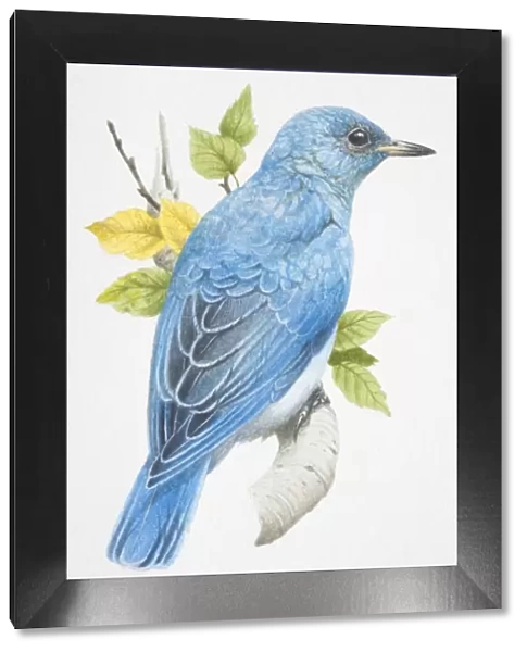 Mountain Bluebird, sialia currucoides, turquoise blue bird sitting on a branch