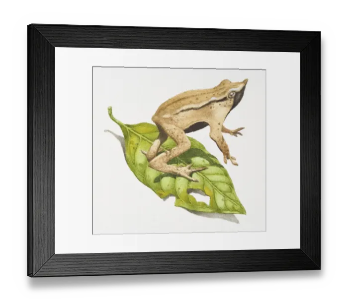 Framed Print : Darwins Frog, Rhinoderma darwini, sandy brown frog with a black strip leaping Framed Print : Darwins Frog, Rhinoderma darwini, sandy brown frog with a black strip leaping