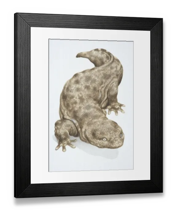 Framed Print : Japanese Giant Salamander, Andrias japonicus, brown grey blotchy lizard walking forwards Framed Print : Japanese Giant Salamander, Andrias japonicus, brown grey blotchy lizard walking forwards