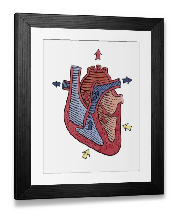 Framed Print : How the heart beats, step 3 Framed Print : How the heart beats, step 3