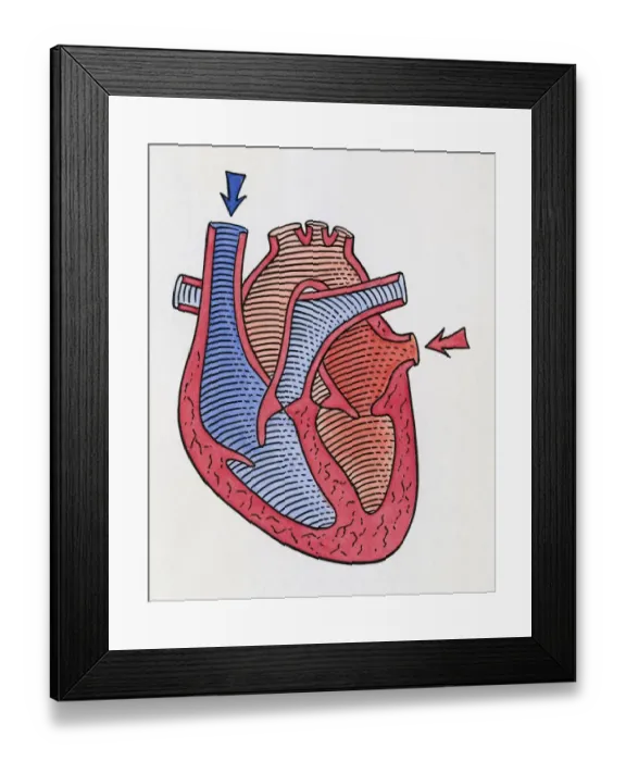 Framed Print : How the heart beats, step 1 Framed Print : How the heart beats, step 1