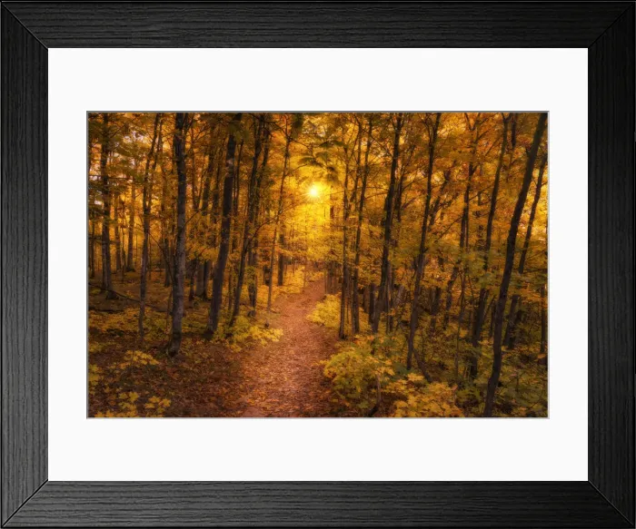 Framed Print : Golden Forest Pathway