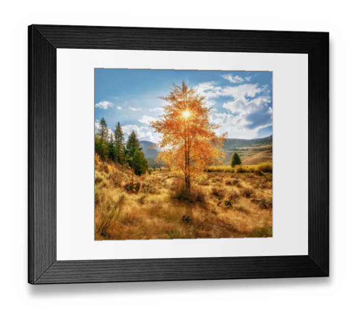 Framed Print : A panoramic view of a grove of aspens at peak fall color located in the heart of the amazing Grand Teton National Park Framed Print : A panoramic view of a grove of aspens at peak fall color located in the heart of the amazing Grand Teton National Park