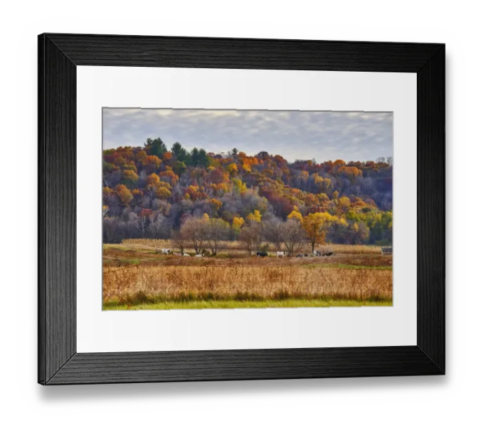 Framed Print : Fall colors in rural Wisconsin Framed Print : Fall colors in rural Wisconsin