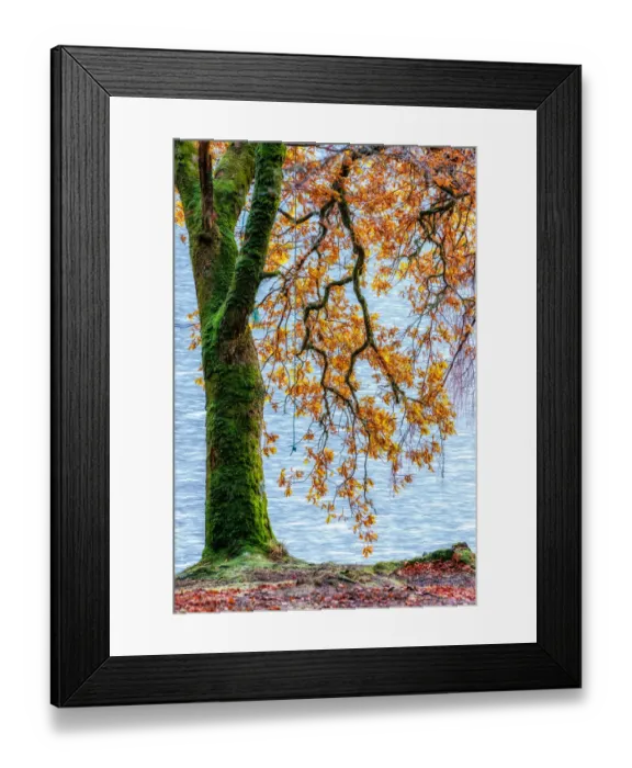 Framed Print : Fall Trees Along Loch Oich near Invergarry Scotland Framed Print : Fall Trees Along Loch Oich near Invergarry Scotland