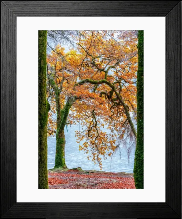 Framed Print : Fall Trees Along Loch Oich near Invergarry Scotland Framed Print : Fall Trees Along Loch Oich near Invergarry Scotland