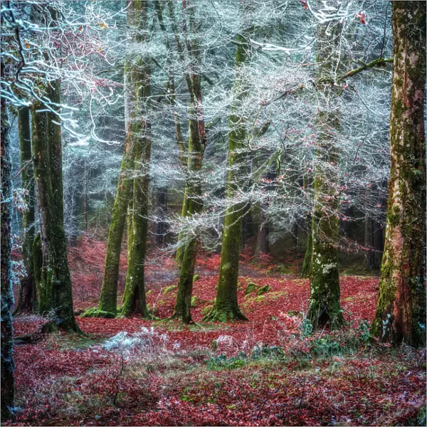 Scottish forest