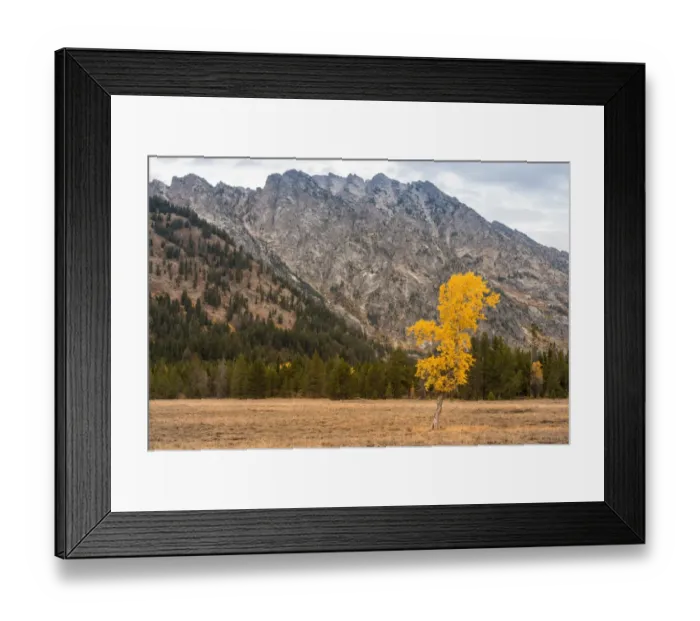 Framed Print : Lone Aspen in peak Fall color Grand Teton National Park Wyoming USA