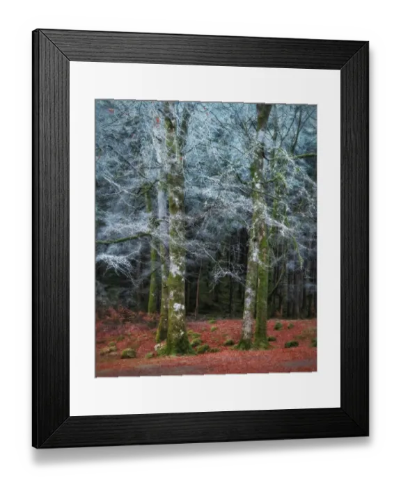 Framed Print : Scottish forest Framed Print : Scottish forest